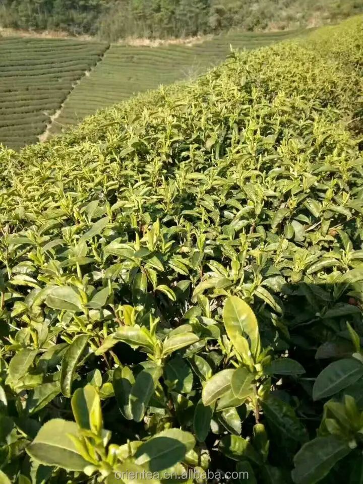 new harvest famous West Lake Dragonwell  Green Tea