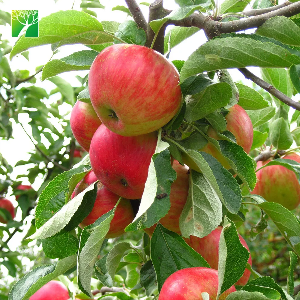 Полная защита от солнца среднего размера торжественное яблоко рассада пумила яблони