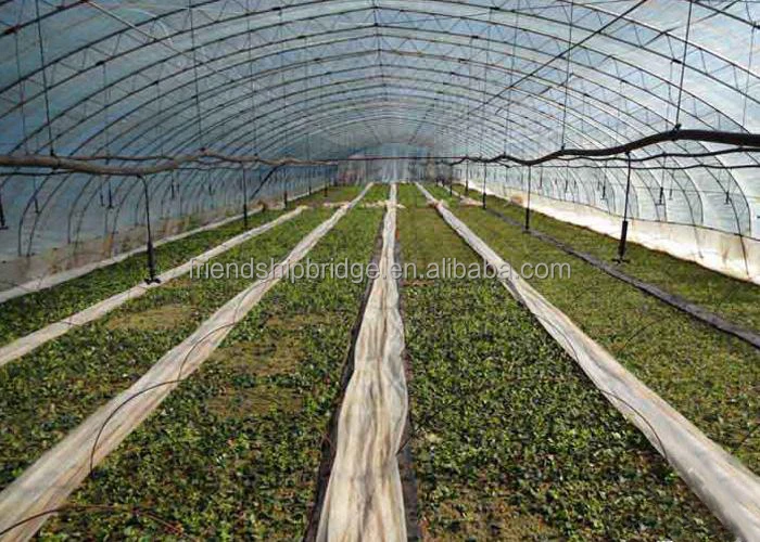 
Gooseberry fruit Seedling (Ribes reclinatum) 