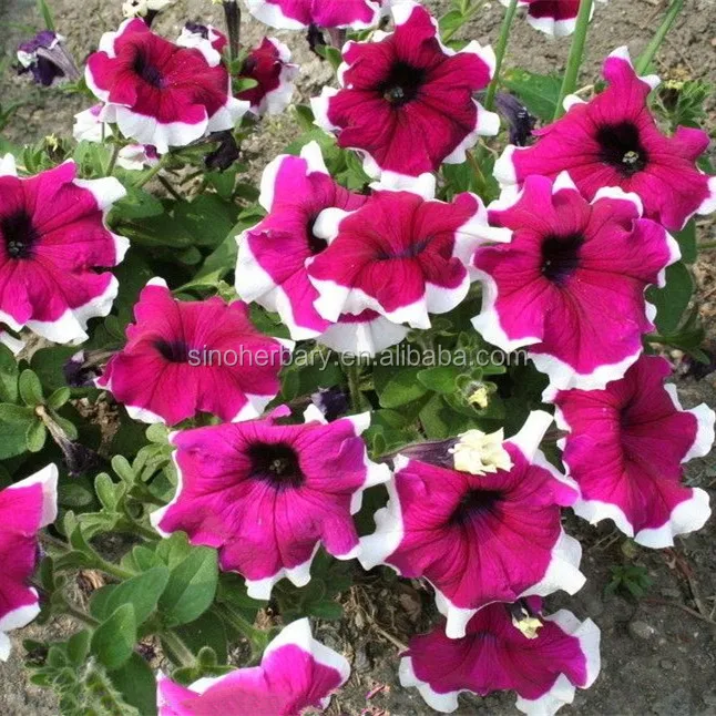 Гибридные семена F1 petunia с двойными цветными цветами