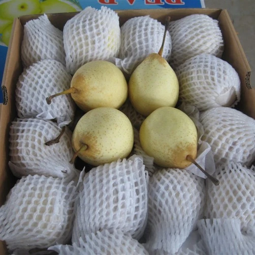 
fresh golden delicious singo pear factory 