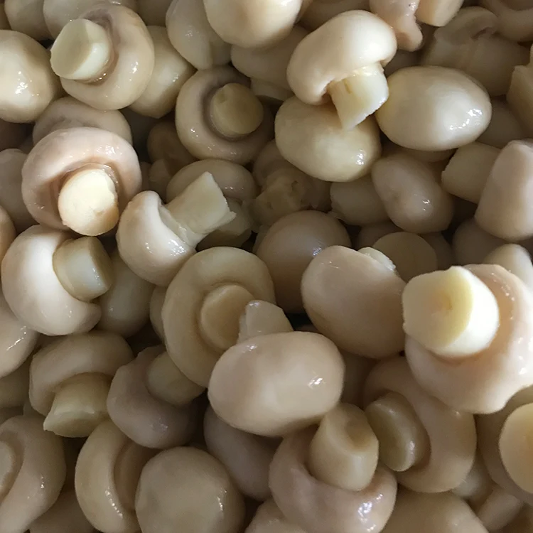 
Fresh mushroom agaricus blazei in drum 