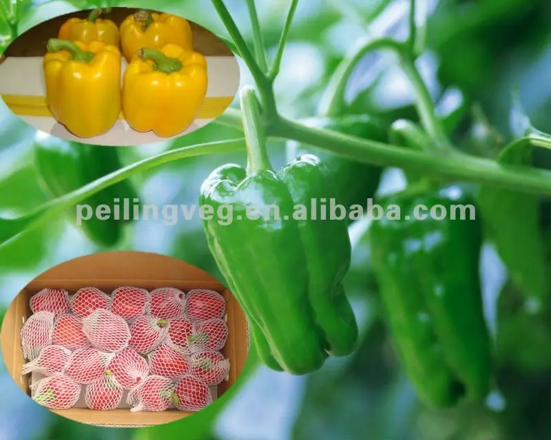 
(2017crop)CHINESE FRESH SWEET BELL PEPPER 