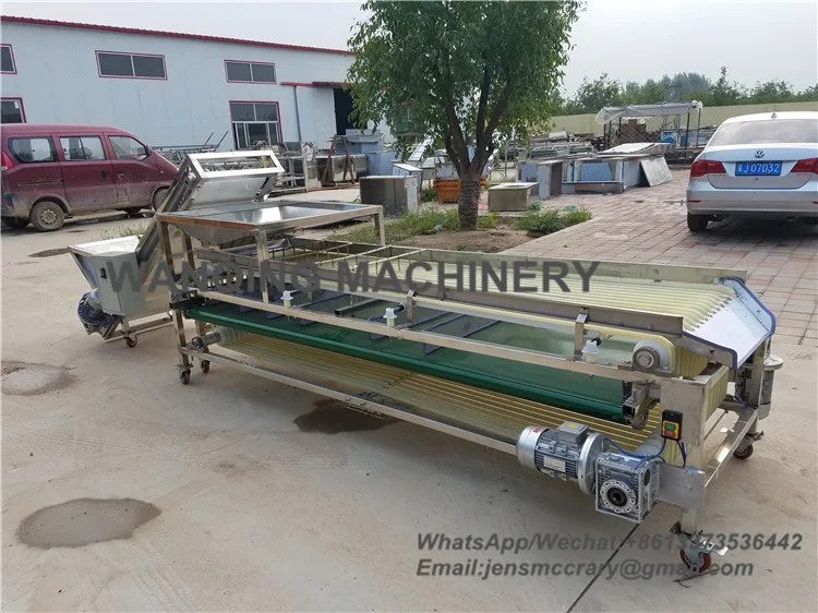 Sizing Machine 5 grades available for sorting medjool dates jujube plums Track fruit grader