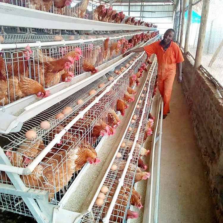 
China best supplier steel frame layer egg chicken cage poultry farm construction house design for sale in Kenya 