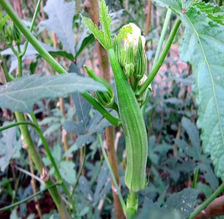 
New hybrid high yeild vegetable abelmosk gumbo Abelmoschus esculentus seeds 