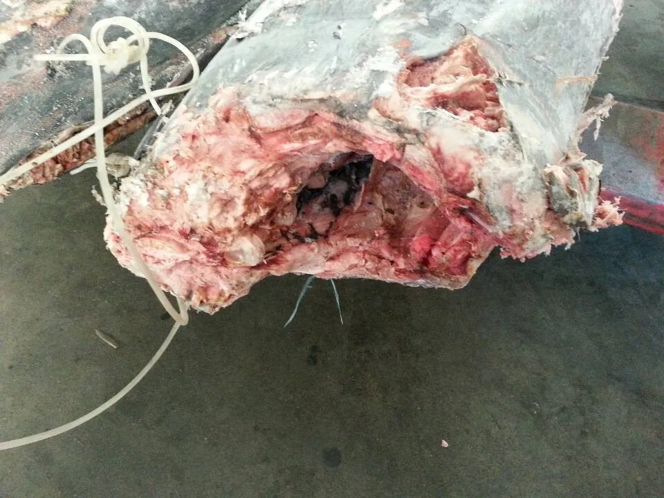 Wholesale HACCP 20kg Frozen Blue Marlin Fish