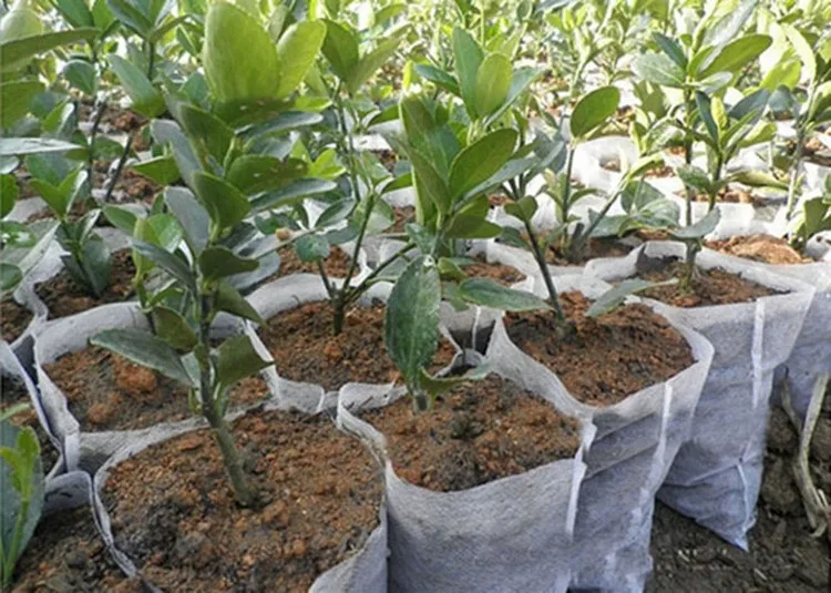 PP spunbond nonwoven agriculture fruit tree cover