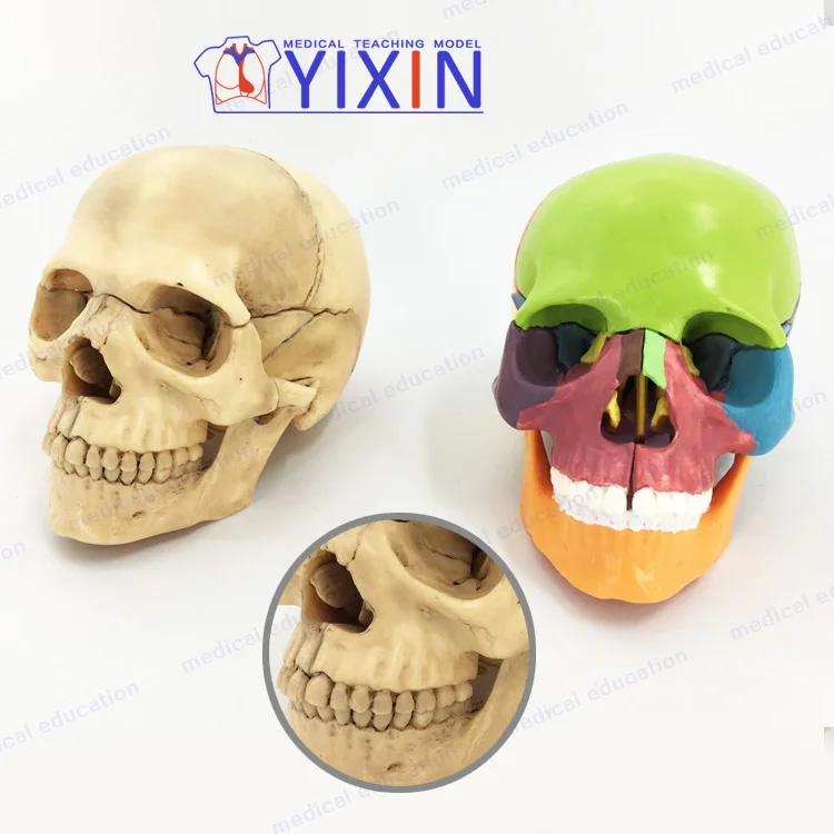 
4D mini head bone assembly model color human skull model primary color art painting 15 parts 