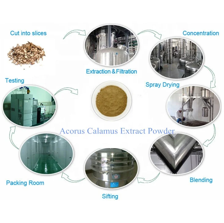 Rhizoma Acori Tatarinowii/Acorus Gramineus Extract Powder