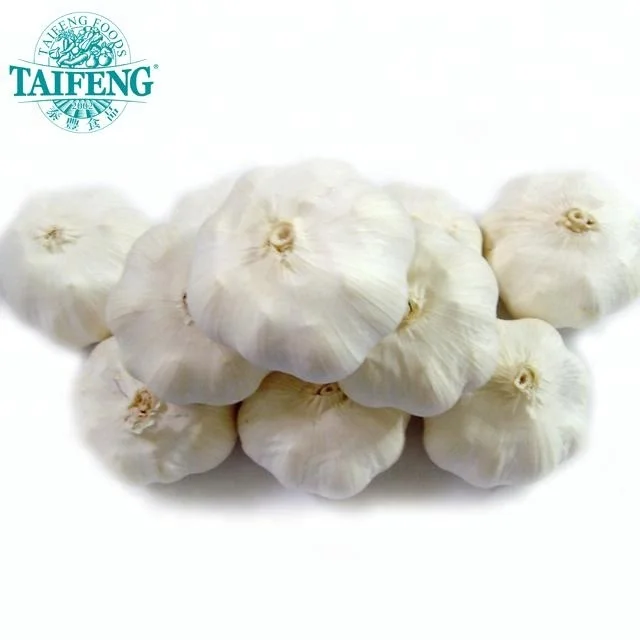 New Crop Wholesale Chinese Fresh Spicy White Garlic