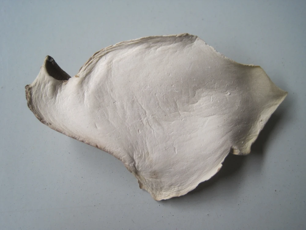 Detan Dried Pleurotus Eryngii Mushroom