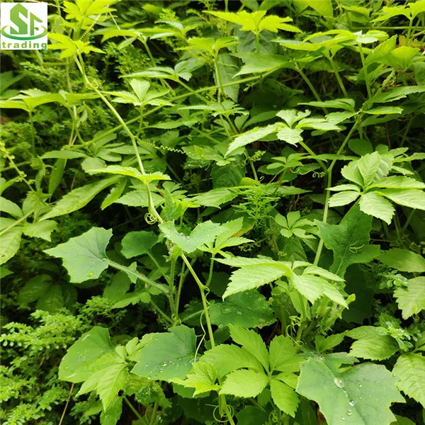 High Quality Jiaogulan Tea  Pentaphyllum Gynostemma Tea