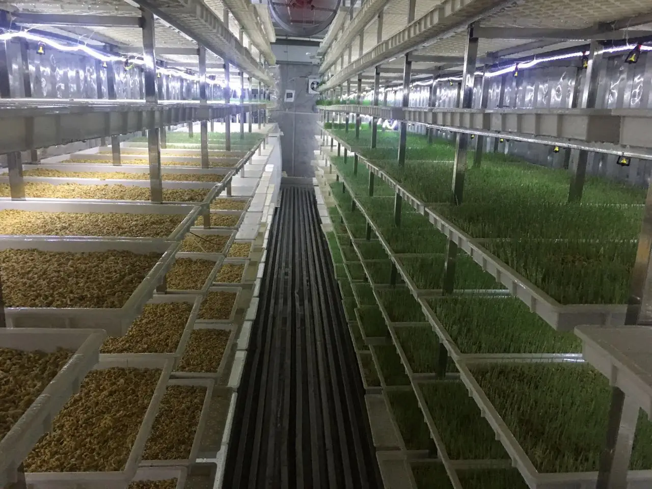 LYINE plastic tray barley fodder growing machine fvh hidroponic automatic bean sprout machine