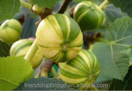 
Nursery Fruit Seedlings - Ficus Carica Linn Fig Trees 