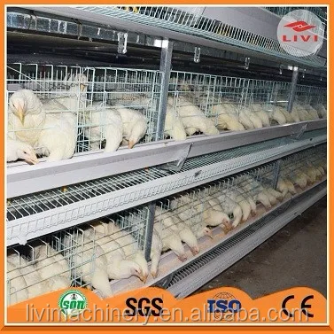 Birds Chicken Egg, Lay Chinese Chicken Coop