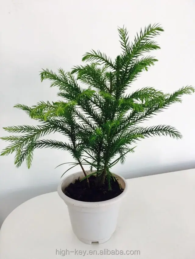 
S301 Wholesale Cheapest High Germination Araucaria Plant 