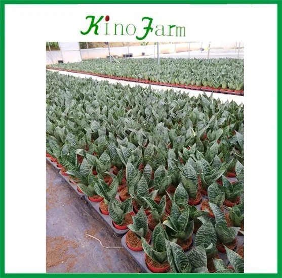 Мини Sansevieria Trifasciata Hahnii