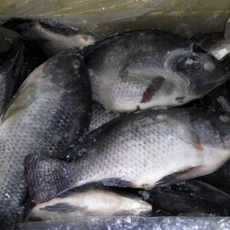 
chinese frozen fish 500-800g 