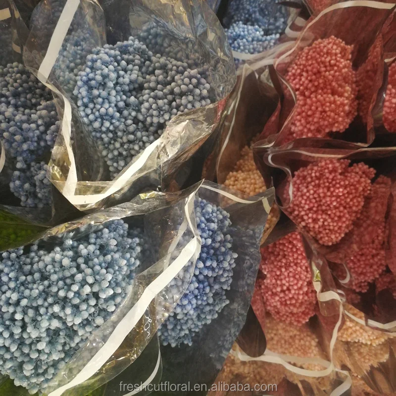 2017 new arrival preserved Millet flower long lasting dried rice flower bouquet at wholesale price