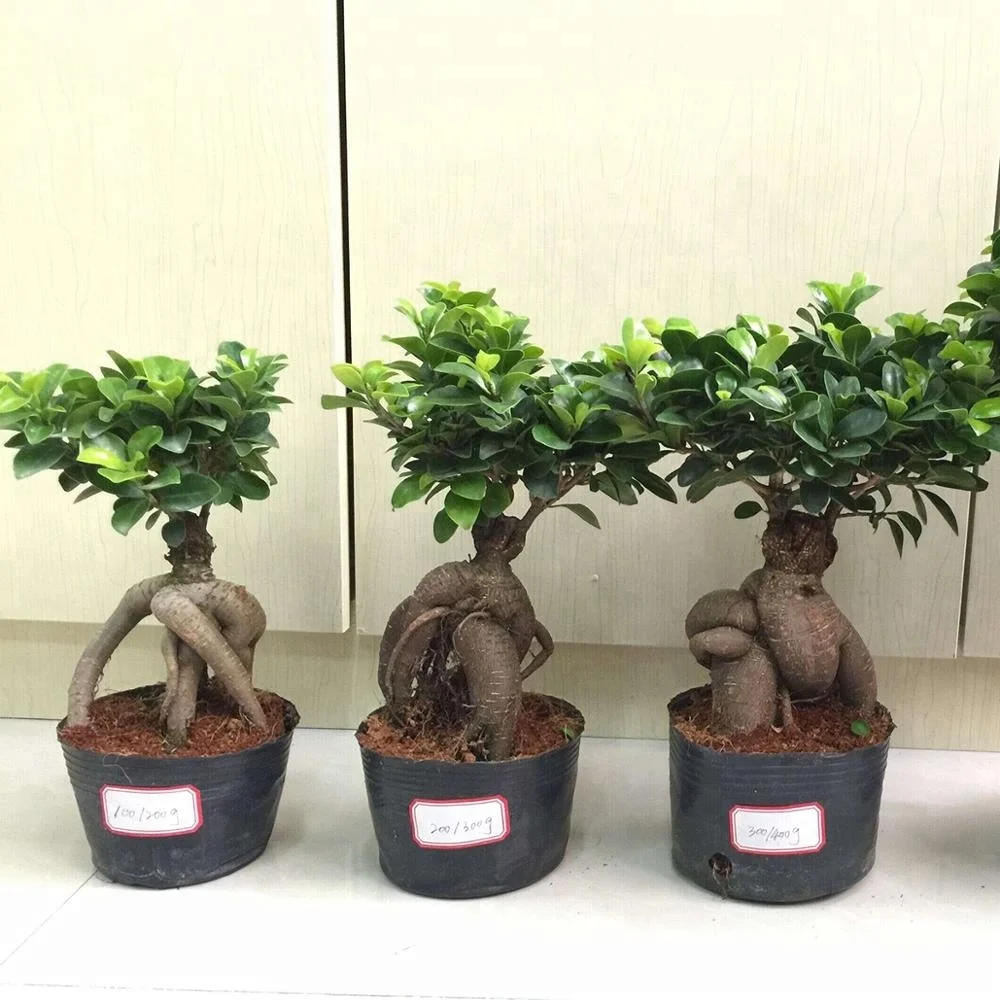 
Ficus ginseng 