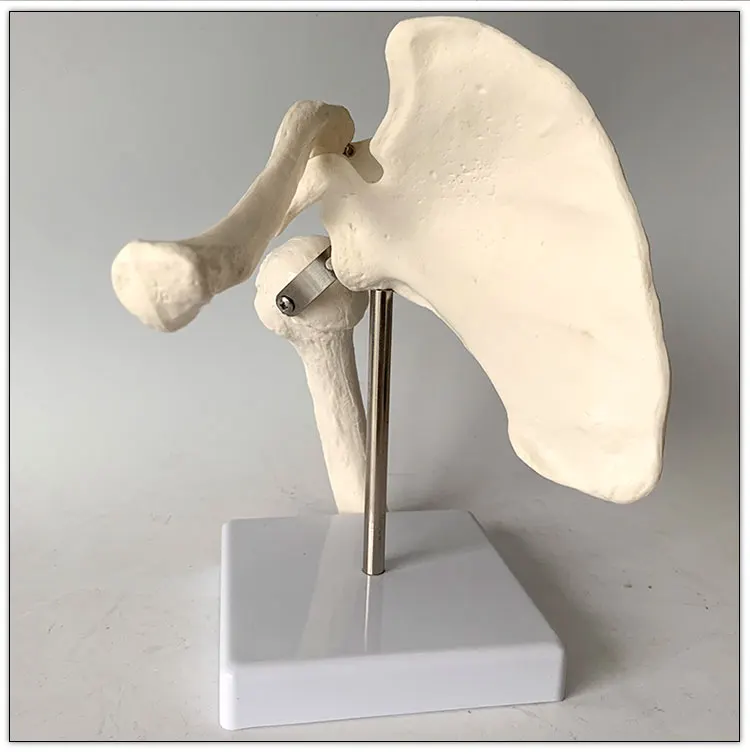 Human skeleton model shoulder joint model scapula medical teaching model