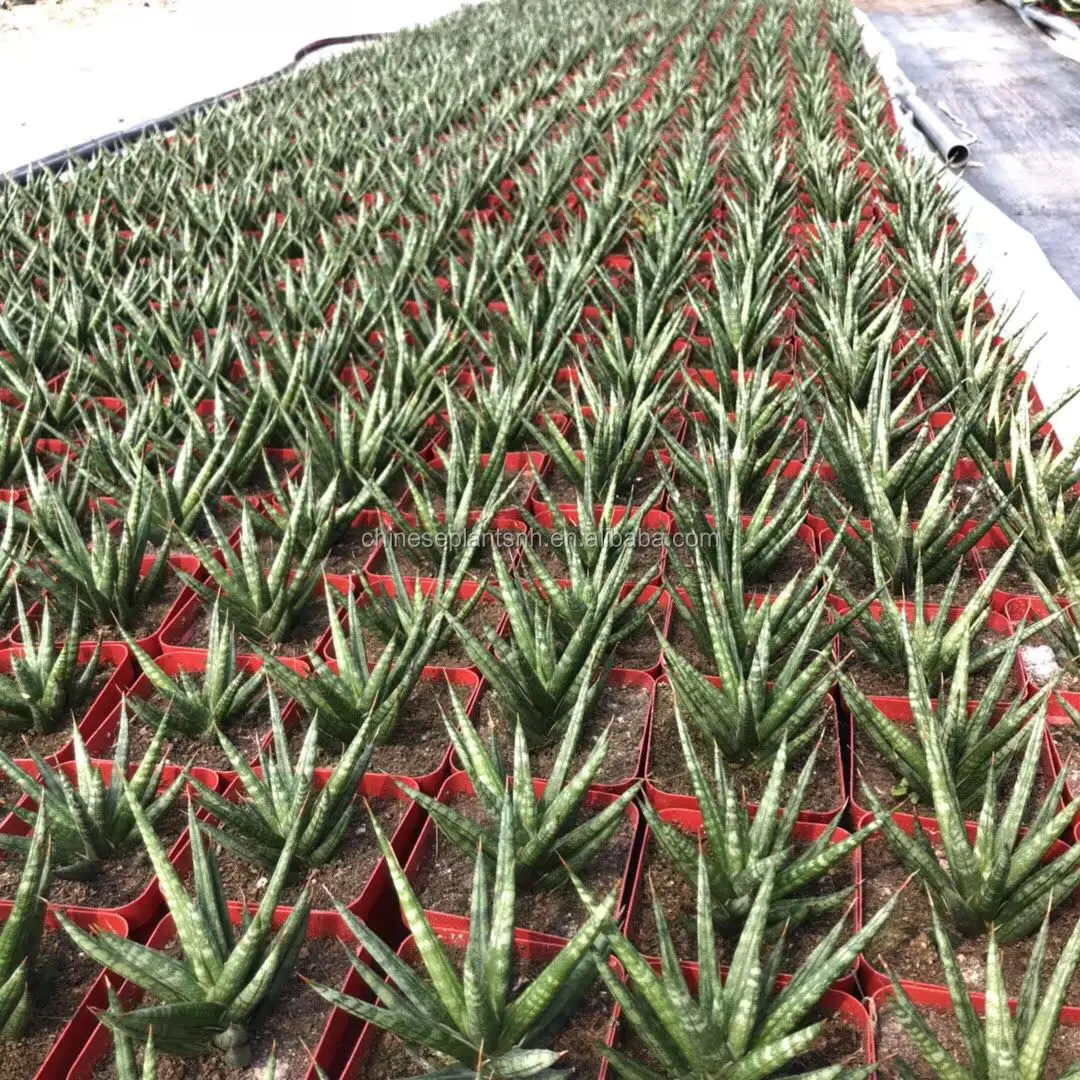 
Fox tail Sansevieria Trifasciata,Sansevieria Surpeba, Sansevieria laurentii 