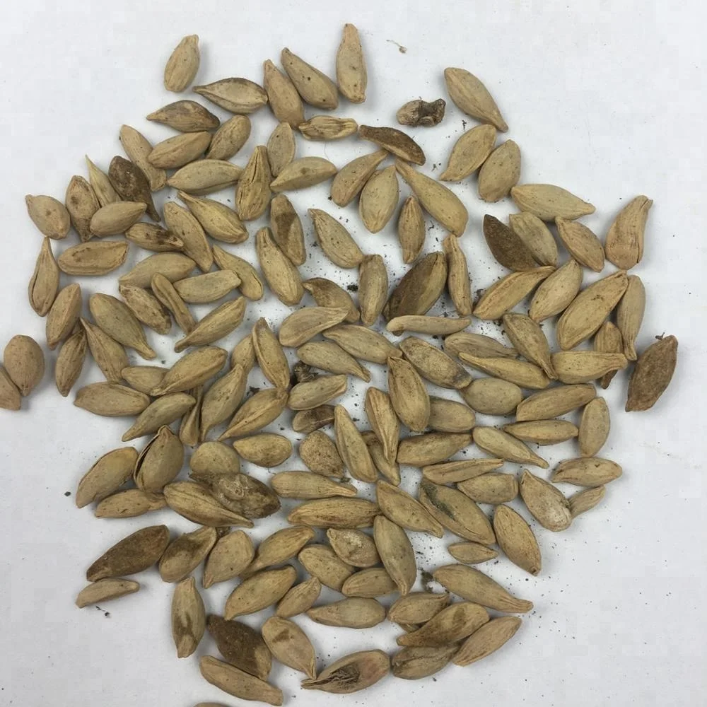 
Tropical Fruit Seeds Citrus Lime / China Limon Tree Seeds 