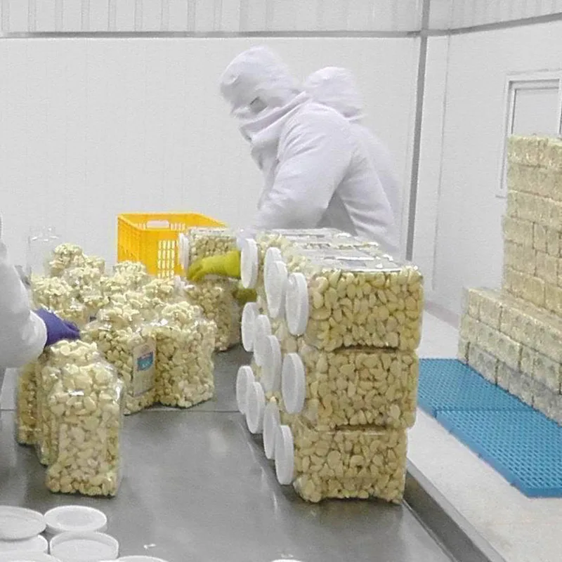 
Factory direct selling Hot sale Fresh Peeled Garlic with vacuumize packing 