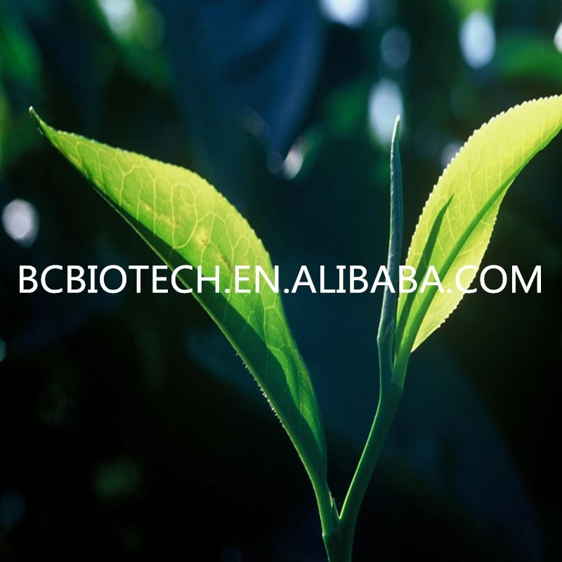 
Pure Natural Catechin Extract 98% Popular Worldwide, Gold Supplier Is Here 