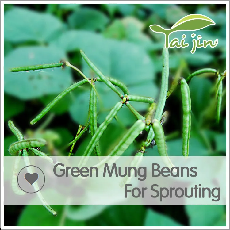
2017 New Crop Common Cultivation Sprouting Green Mung Beans 
