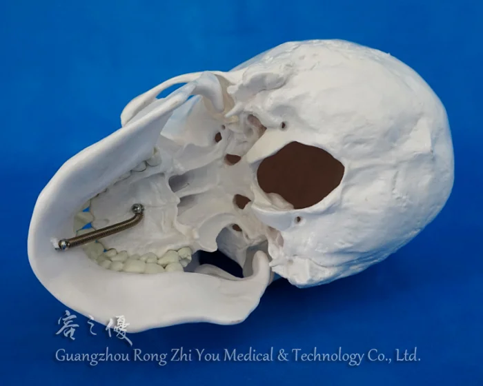 Plastic Human Skull Model,3D Skull Skeleton
