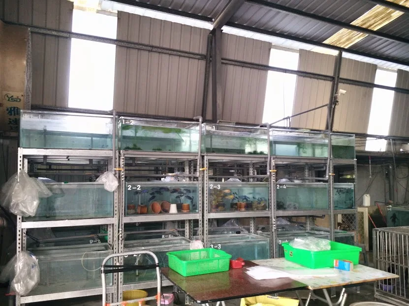 
Amazing Pseudotropheus elongatus chewere 