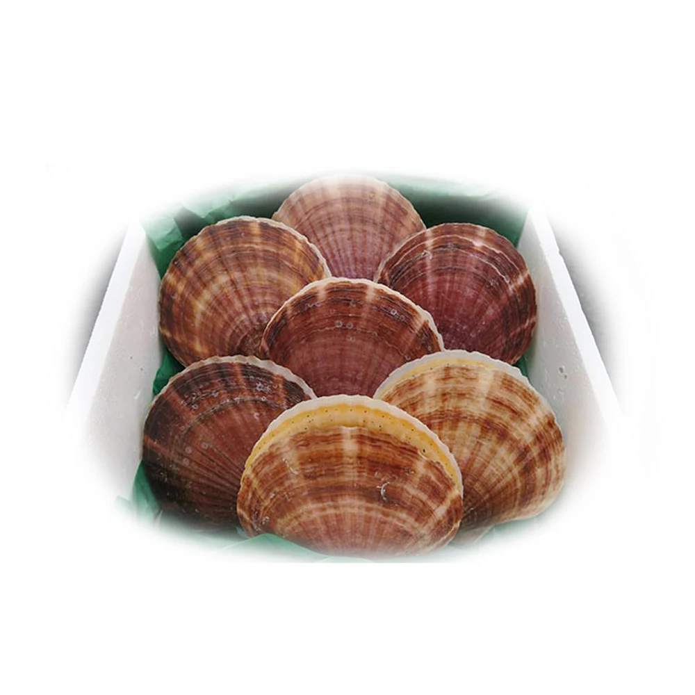 
Japanese Seafood Importer High Quality Fresh Shell Scallop Wholesale 