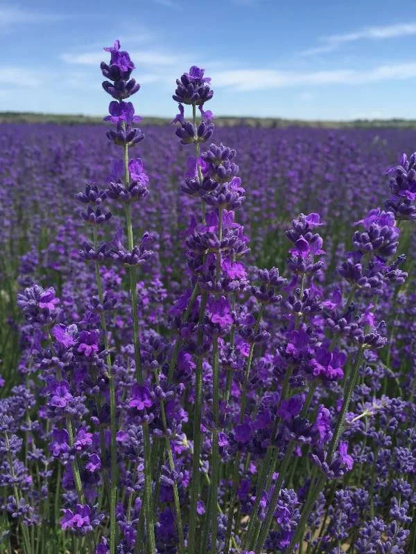 farm lavender harvester for sale toy and pillow filler lavender dried flower