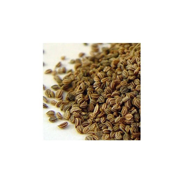 Wholesale Organic Pure Celery Seed Extract Natural Celery Seeds