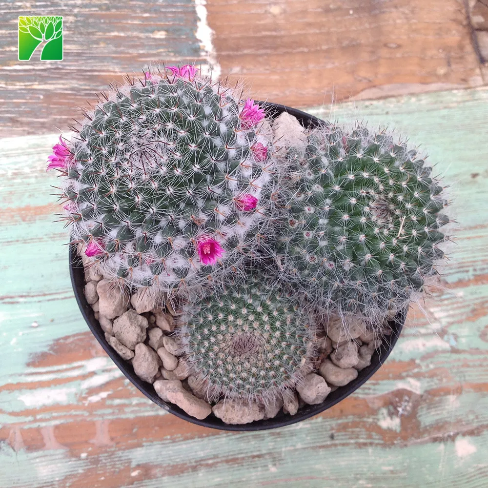 Cheap wholesale rare deco cactus old lady cactus Mammillaria hahniana