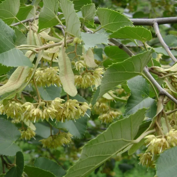
2020 Organic Dried Linden Flowers Tilia miqueliana Maxim supplier 