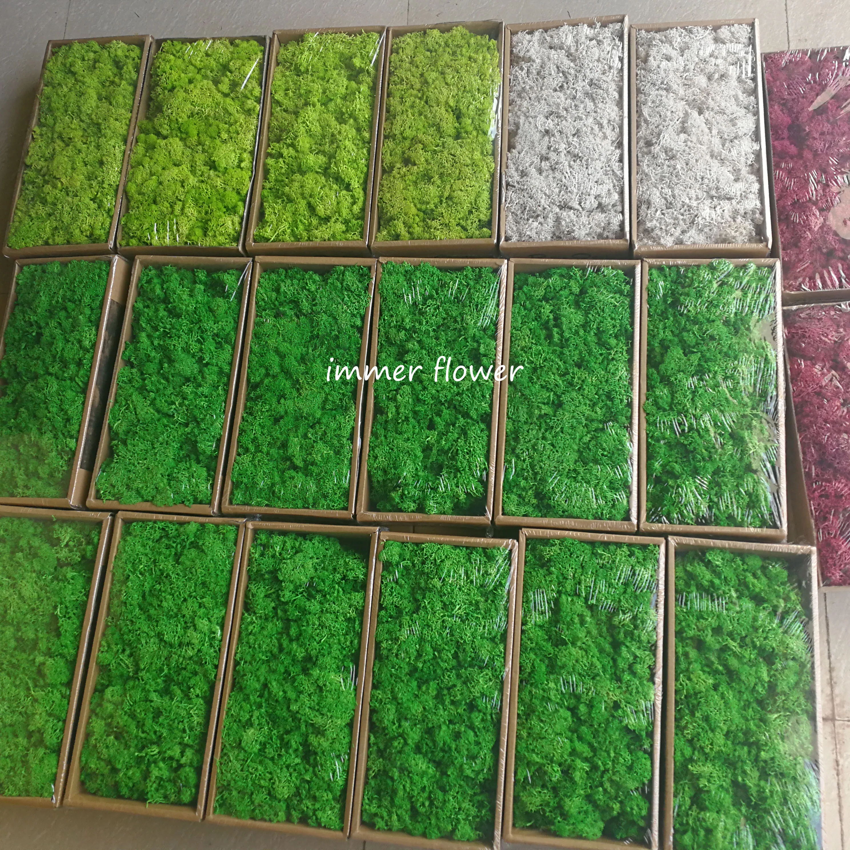 New style dried moss use for make moss green wall wholesale from Kunming