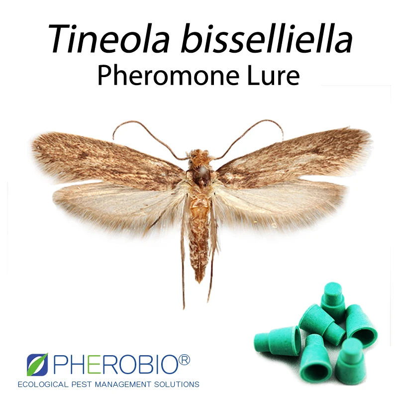 Webbing clothes moth Tineola bisselliella pheromone lure pheromone trap
