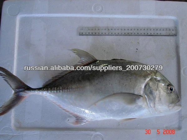 замороженные ставриде рыбы IQF для продажи