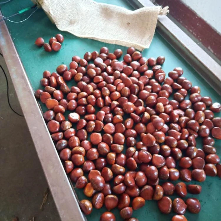 
2018 new season chinese fresh chestnut 30-40 40-50 40-60 60-70 