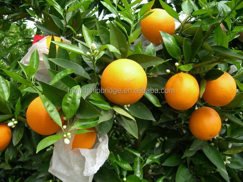 
Nursery Fruit Seedlings Citrus sinensis Sweet Blood Navel Orange Trees 