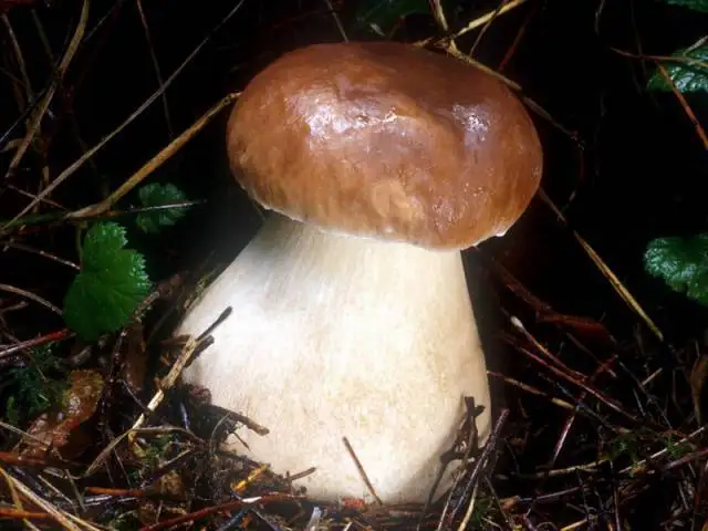 
Detan Wild Boletus Fresh Mushroom Price 