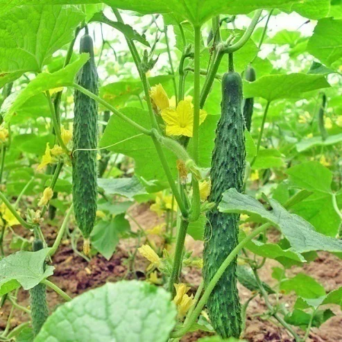 Chinese new-bred cucumber hybrid seeds SXC No.1