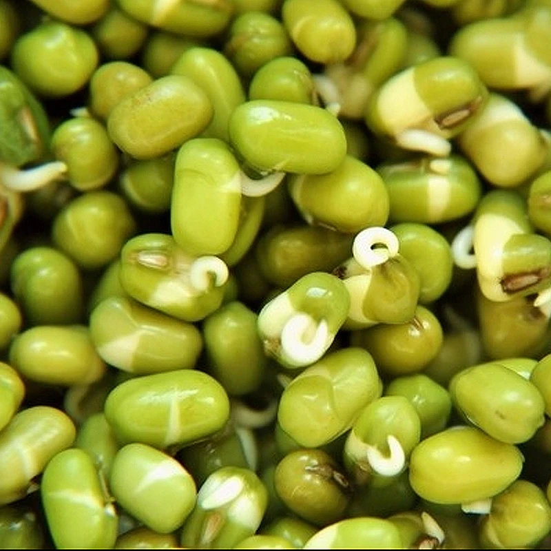 
Sprouting green mung beans vigna rediata 