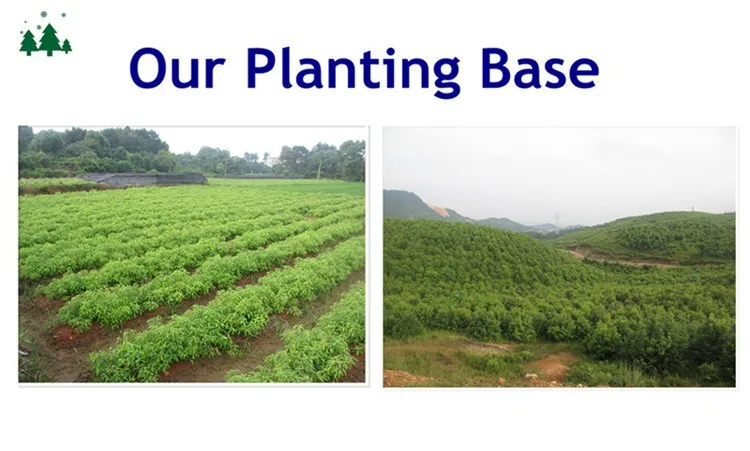 ginger root oil  body ginger oil massage ginger oil