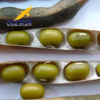 green mung beans hps for food