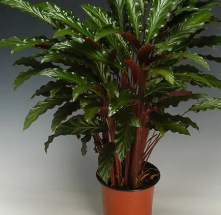 Маленькие листья Ctenanthe kummeriana(E.Morren)Eichler bonsai