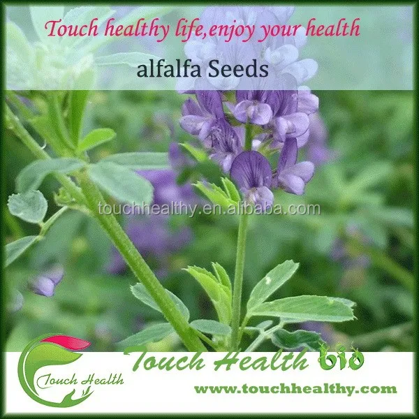 
Top quality Alfalfa seeds ready stock , Alfalfa seeds exporter , Alfalfa seeds cheap price 